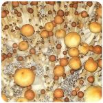 Псилоцибиновые (галлюциногенные)  грибы Psilocybin "Golden Teacher" в Полярных Зорях