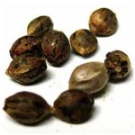 Семена марихуаны АК-47  (Seeds AK-47) в Полярных Зорях
